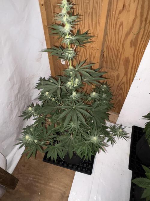 Apple yumyum. Week 8