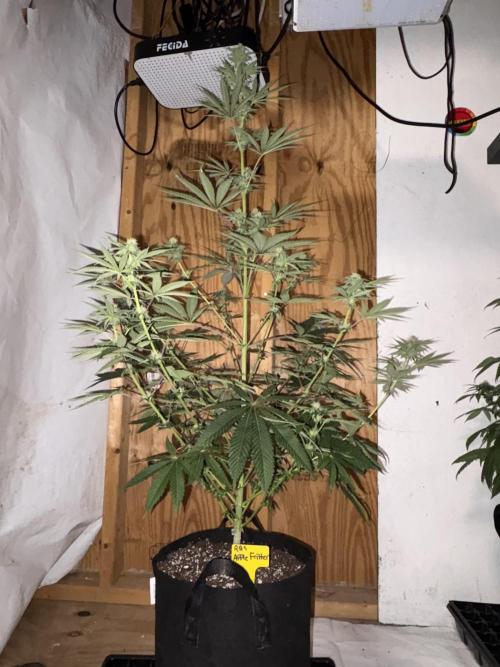 Apple yumyum. Week 8