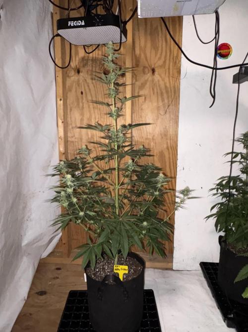 Apple yumyum. Week 8