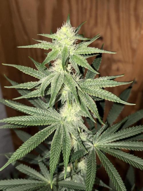 Apple yumyum. Week 8