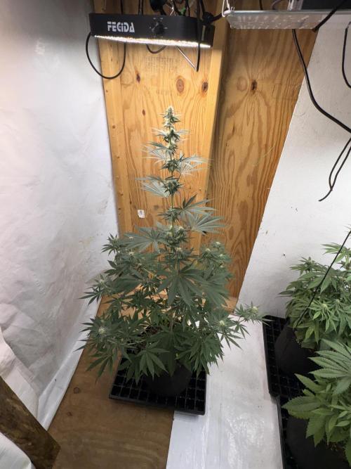 Apple yumyum. Week 8