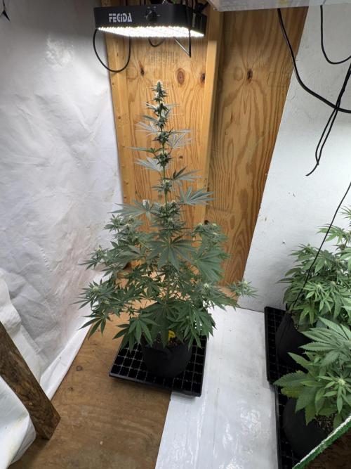 Apple yumyum. Week 8