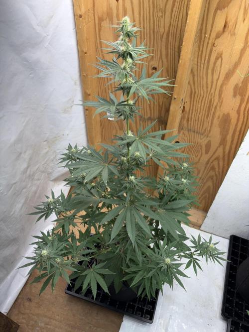 Apple yumyum. Week 8