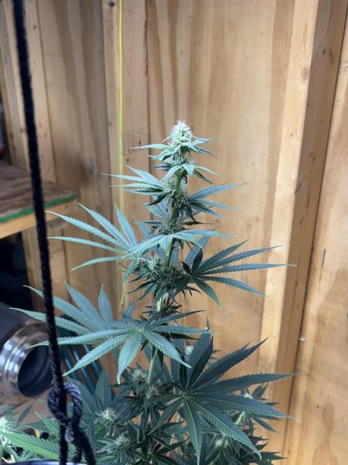 Apple yumyum. Week 8