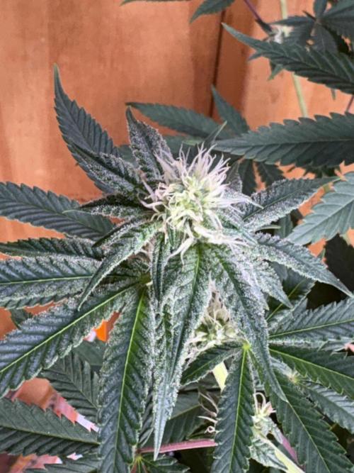 Apple yumyum. Week 8
