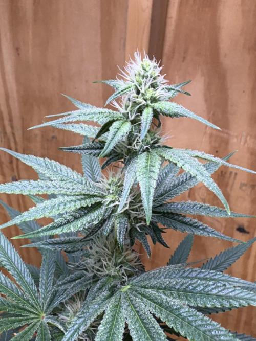 Apple yumyum. Week 8