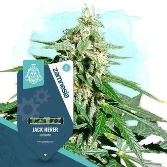 Zam Jack Auto. Week 12