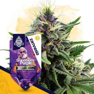 Grandpappy purpy. Week 14