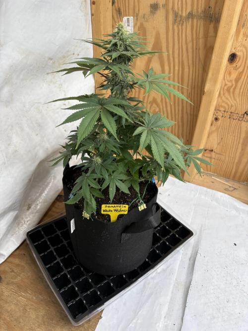 White widow. Week 8