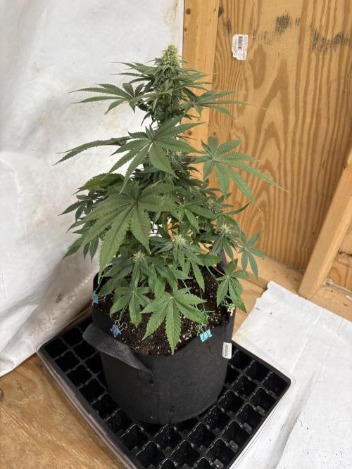 White widow. Week 8