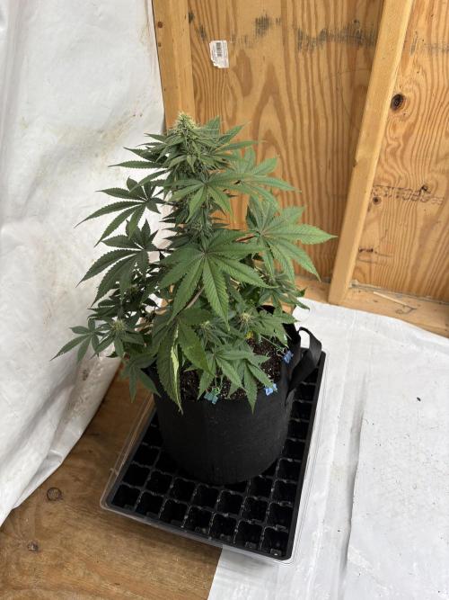 White widow. Week 8