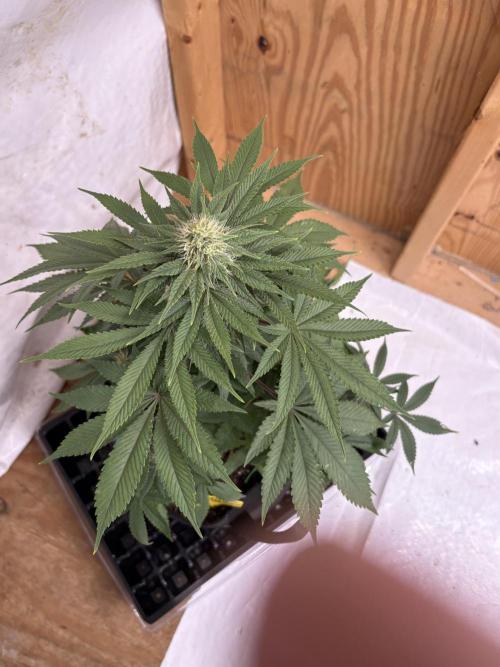 White widow. Week 8