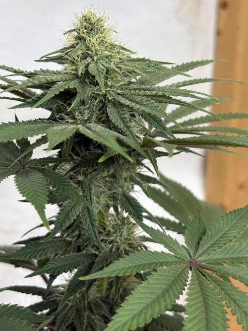 White widow. Week 8