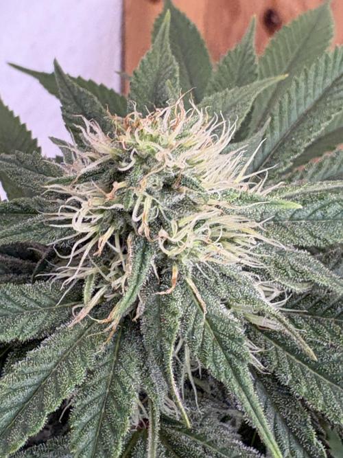 White widow. Week 8