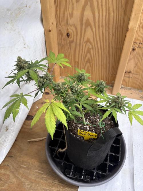 Royal dwarf. Week 8