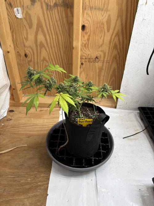 Royal dwarf. Week 8