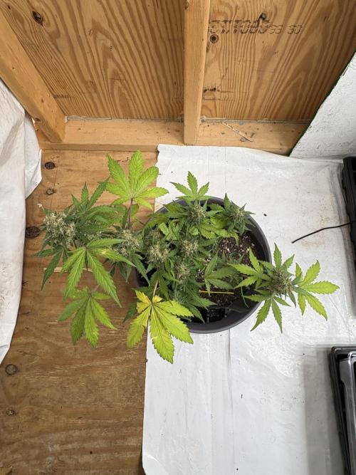 Royal dwarf. Week 8