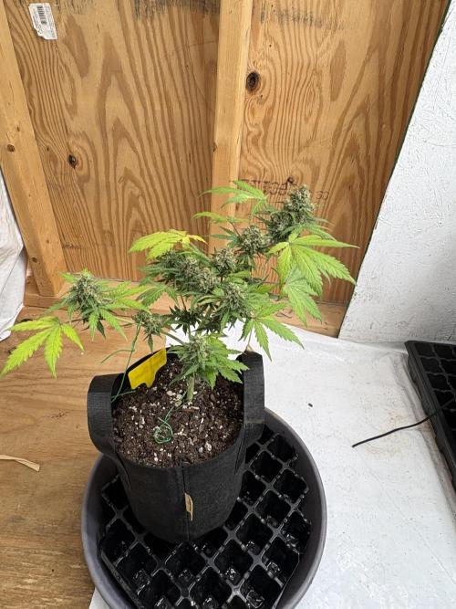 Royal dwarf. Week 8