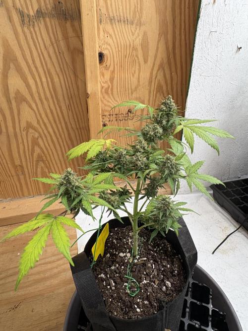 Royal dwarf. Week 8