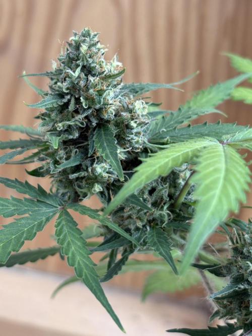 Royal dwarf. Week 8