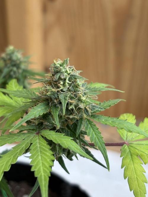 Royal dwarf. Week 8