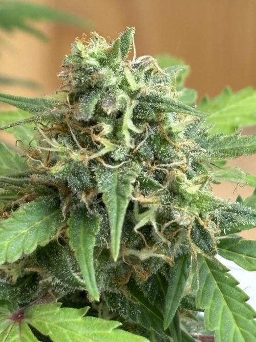 Royal dwarf. Week 8