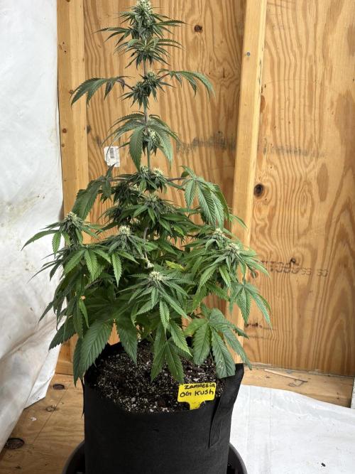 Oh kush - we’ll see. Week 9