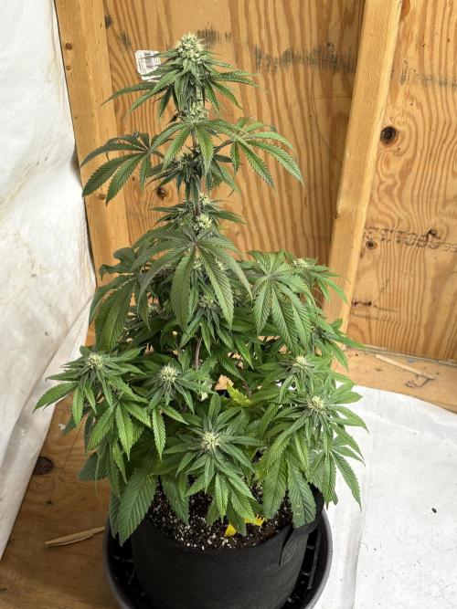 Oh kush - we’ll see. Week 9