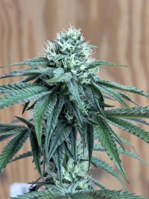 Oh kush - we’ll see. Week 9