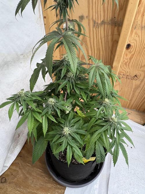 Oh kush - we’ll see. Week 9