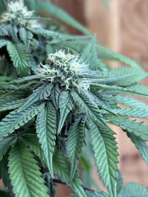 Oh kush - we’ll see. Week 9