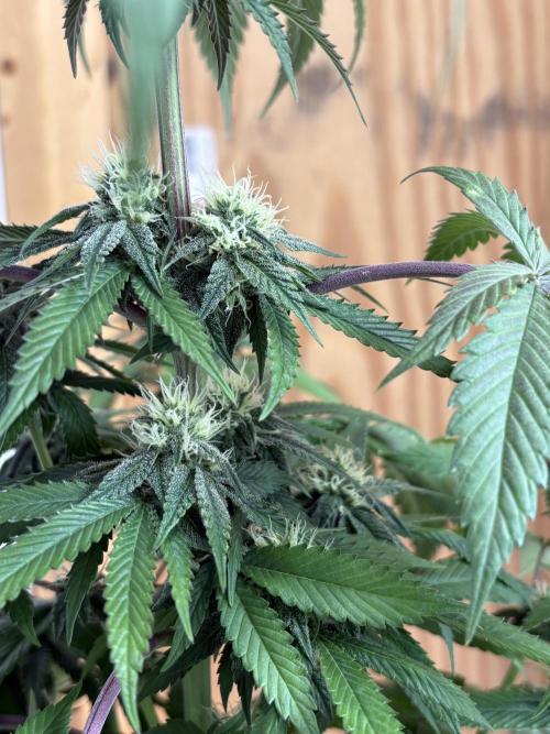 Oh kush - we’ll see. Week 9