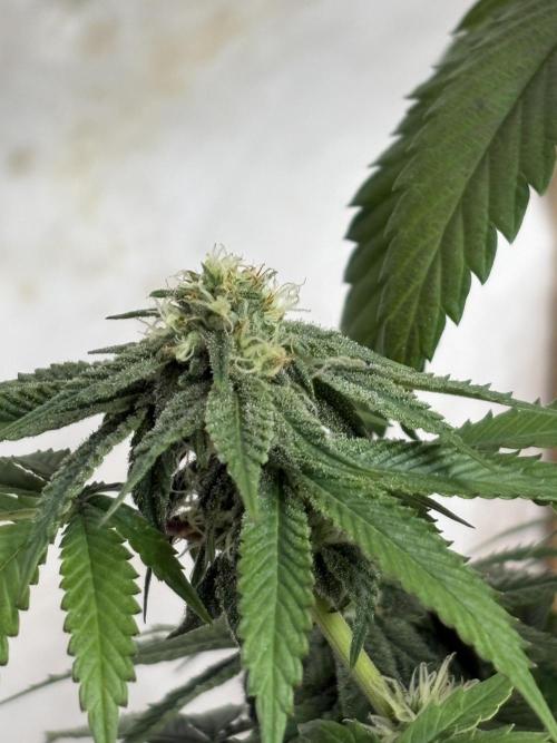 Oh kush - we’ll see. Week 9