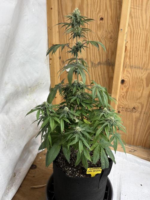 Oh kush - we’ll see. Week 9