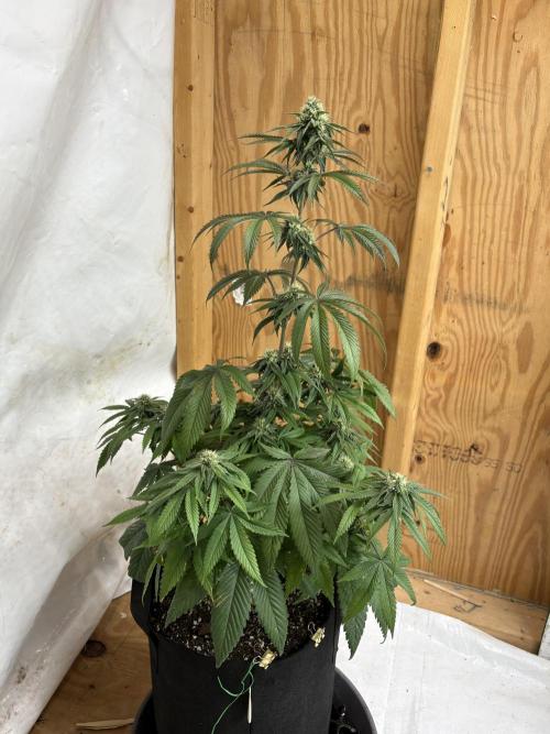 Oh kush - we’ll see. Week 9