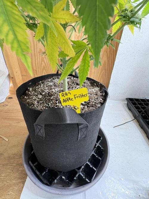 Apple yumyum. Week 9