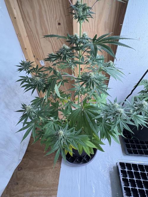 Apple yumyum. Week 9
