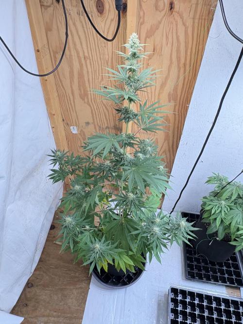 Apple yumyum. Week 9