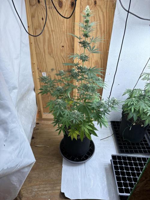 Apple yumyum. Week 9
