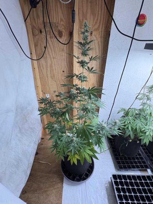 Apple yumyum. Week 9