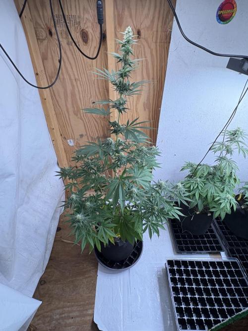 Apple yumyum. Week 9