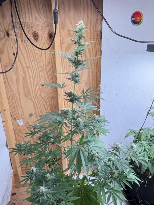 Apple yumyum. Week 9