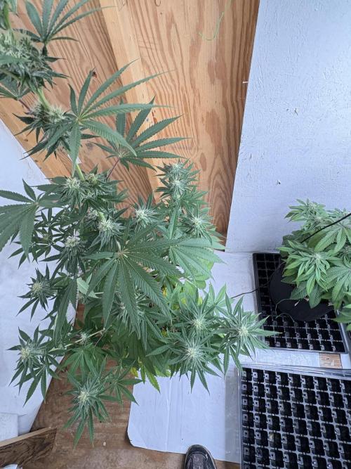 Apple yumyum. Week 9