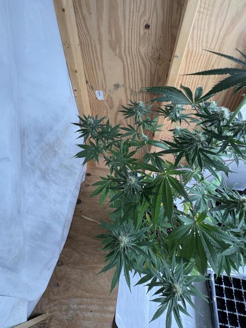 Apple yumyum. Week 9