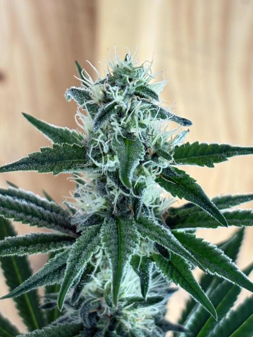 Apple yumyum. Week 9