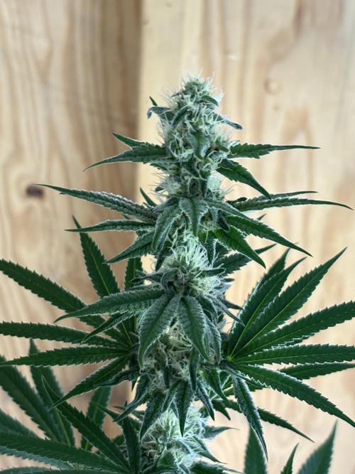 Apple yumyum. Week 9