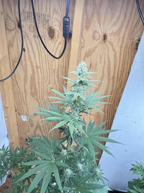 Apple yumyum. Week 9