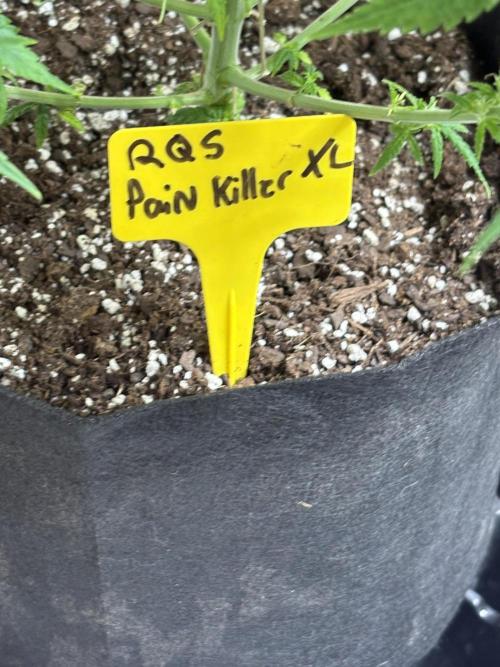 Pain killer let’s kill some pain main. Week 8