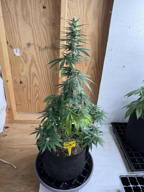 Pain killer let’s kill some pain main. Week 8