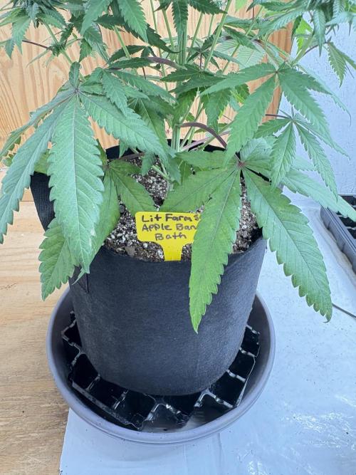 Bathing in Apple n Bananas. Week 8